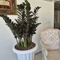 گل زاموفیلیا سوپر بلک|گل و گیاه طبیعی|شیراز, شهرک مفتح|دیوار