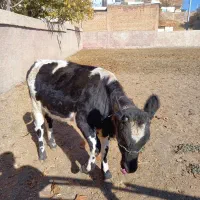 گوساله ماده هلشتاین|حیوانات مزرعه|فارسان, |دیوار