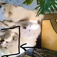 چاو چاو نر برای جفت|سگ|اصفهان, خرم|دیوار