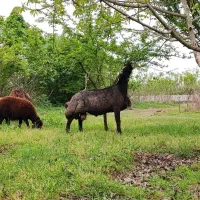 قوچ فول استایل و فول کاربلد( گوسفندبره)|حیوانات مزرعه|گرگان, |دیوار