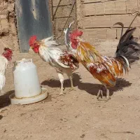 فروش خروس مرغ قیمت      ۳۵۰ مرغ ها وخروس۴۰۰ میباشد|حیوانات مزرعه|قزوین, |دیوار