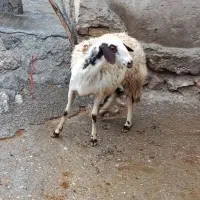 میش|حیوانات مزرعه|بیرانوند, |دیوار