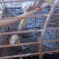 عروس هلندی اهلی مولد|پرنده|هریس, |دیوار