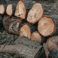 خریدار درخت..اره برقی