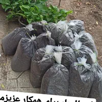 انواع خاک های مخصوص گیاهان آپارتمانی موجود است|گل و گیاه طبیعی|اهواز, جانبازان|دیوار