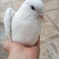 کبوتر