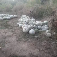 کدوحلوایی