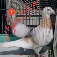 پلاکی گم شده محدوده دامایی عشق بازان مژدگانی میدم