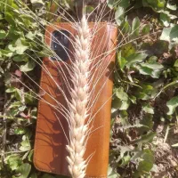 بذرگندم هیبرید اوکراینی|گل و گیاه طبیعی|شیراز, تحویلی|دیوار