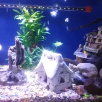 وسایل|ماهی|قدس, شهر‌قدس|دیوار