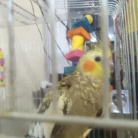 طوطی عروس ماده مولد