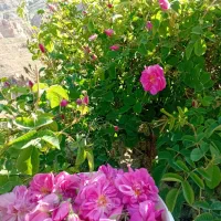 گل محمدی|خدمات باغبانی و درختکاری|بجنورد, |دیوار