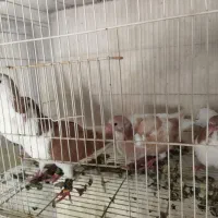 چند کفتر رنگ همه رو تخم و جوجه یه ضمانت همچی