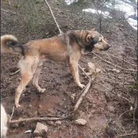 سگ سرابی
