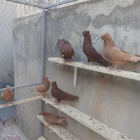 زرد وسرخ کاکلی|پرنده|کنگاور, |دیوار