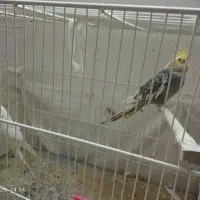 عروس هلندی رو تخم|پرنده|تربت جام, خیرآباد|دیوار