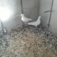 کفتر|پرنده|شیراز, شهرک پرواز|دیوار