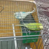 مرغ عشق مولد