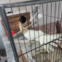 جفت عروس هلندی 6 تخم|پرنده|دورود, |دیوار