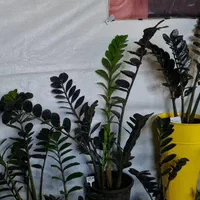 گیاهان مقاوم و خدمات گلخانه‌ای حرفه‌ای|گل و گیاه طبیعی|محلات, |دیوار