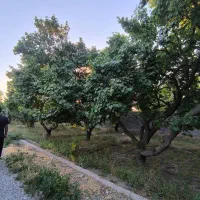 باغ-چهار-دیواری-با-سند-تک-برگ-در-لم-آباد
