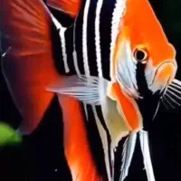 ماهی و لوازم و آکواریوم فولادشهر