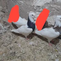 کبوتر|پرنده|میان جلگه, |دیوار
