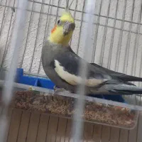 طوطی (کتوله)برزیلی و عروس هلندی