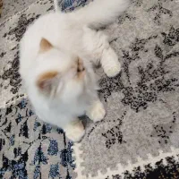 گربه پرشین|گربه|خوی, |دیوار