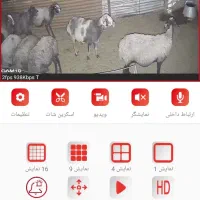 میش بره دار|حیوانات مزرعه|بوئین زهرا, |دیوار