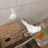 عروس هلندی البینو|پرنده|شیراز, میانرود|دیوار