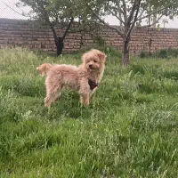 گمشده ،شیدزو