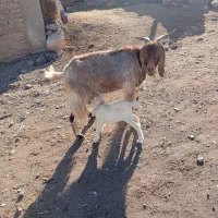 بزشیری