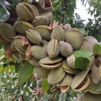 نهالستان گردو بادام صنوبر اصلاح شده