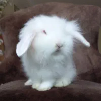 خرگوش مینی لوپ سفیدبرفی صورت عروسکی|موش و خرگوش|کرج, گلشهر|دیوار