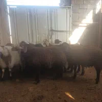 بره پایه پروار غزل افشار بهترین نجاد برا پروار