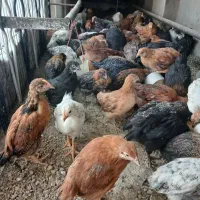 جوجه محلی سعی سالم