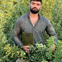 نهالستان آروین