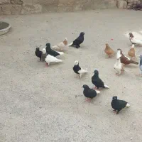 کوله کبوتر
