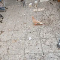 کفتر تافته ای نرماده شهری زرد نر|پرنده|شیراز, نیستان|دیوار