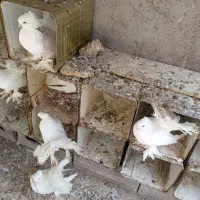 کبوتر چتری|پرنده|بندر دیر, |دیوار
