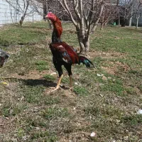 جوجه ده ماهه