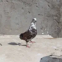 کبوتر|پرنده|قشم, |دیوار