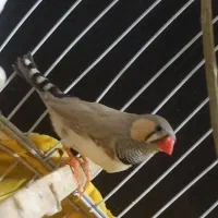 فنچ نر معاوضه با ماده