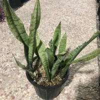 گل ارزون|گل و گیاه طبیعی|شهریار, شهریار|دیوار