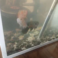 سه عدد اسکار