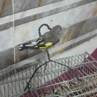 سهره نر گل انداخته|پرنده|ساوه, |دیوار