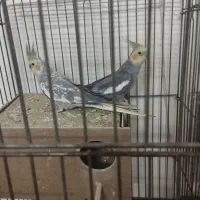 ۳ جفت عروس هلندی و قفس بزرگ|پرنده|اصفهان, خانه اصفهان|دیوار