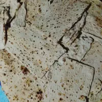 نان خشک