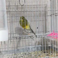 قناری نر|پرنده|هشتگرد, شهرک بعثت|دیوار